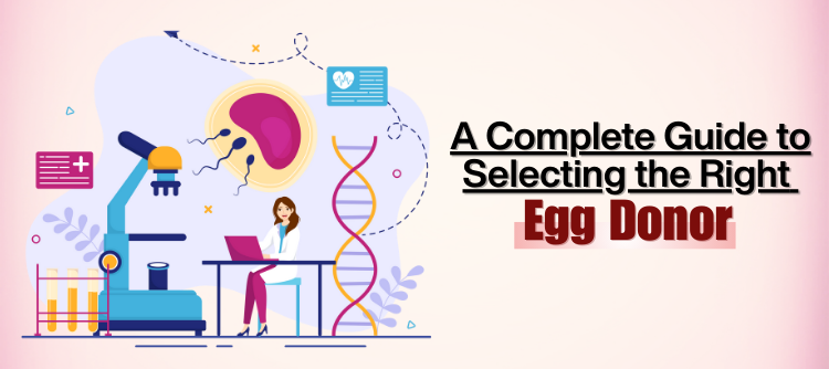 Egg Donation Process