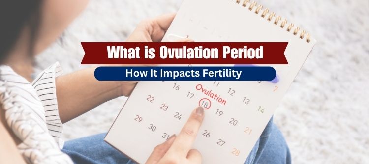 Ovulation Period