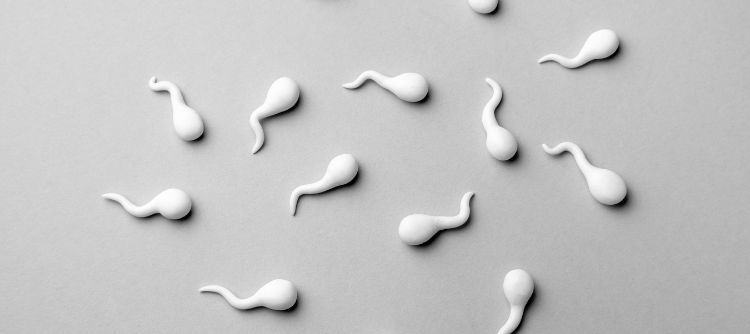Sperm Health