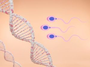 Sperm DNA Fragmentation